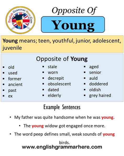 antonyms of young